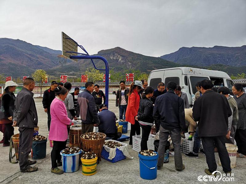 如今團結(jié)村的羊肚菌當(dāng)天便可銷往成都，僅用3個小時車程。(何川攝)